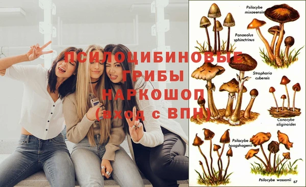 гидра Инта
